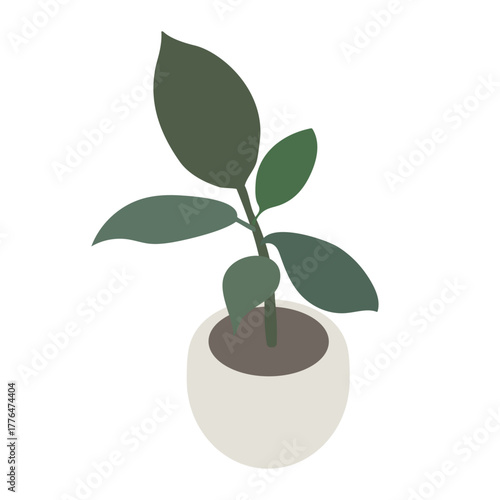 Isometric Rubber Plant in Pot Illustration