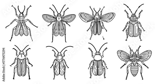Sketch of beetle shows insect species and entomology in black and white