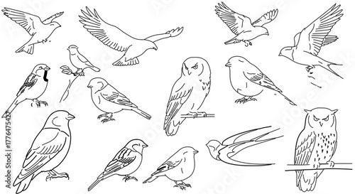 Collection of various bird illustrations, including eagle, owl, sparrow, and swallow