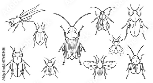 Collection of various insect illustrations, showcasing different species