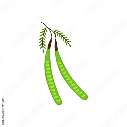 Fresh Petai Vector Illustration (Parkia speciosa) – Stink Bean Tropical Food Design