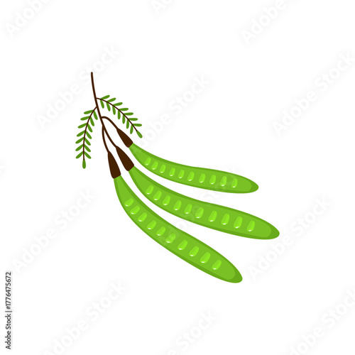 Fresh Petai Vector Illustration (Parkia speciosa) – Stink Bean Tropical Food Design