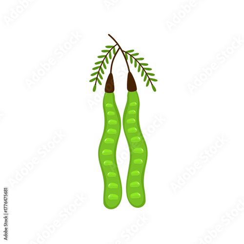 Fresh Petai Vector Illustration (Parkia speciosa) – Stink Bean Tropical Food Design