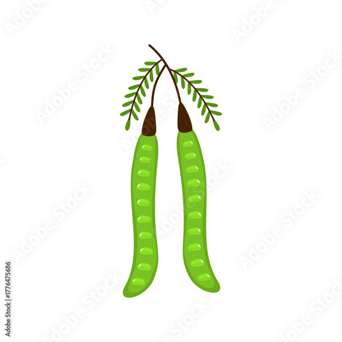 Fresh Petai Vector Illustration (Parkia speciosa) – Stink Bean Tropical Food Design