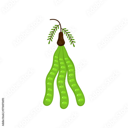 Fresh Petai Vector Illustration (Parkia speciosa) – Stink Bean Tropical Food Design