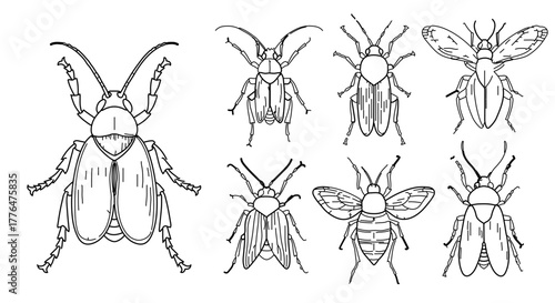 Set of different insects in doodle style collection of beetle vector illustration