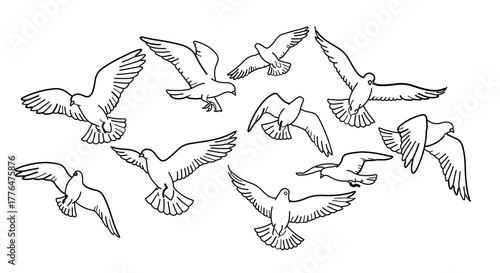 Flock of seagulls flying in the sky seagull concept bird concept