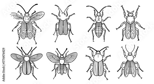 Collection of beetle illustrations in black and white line art, showcasing different species