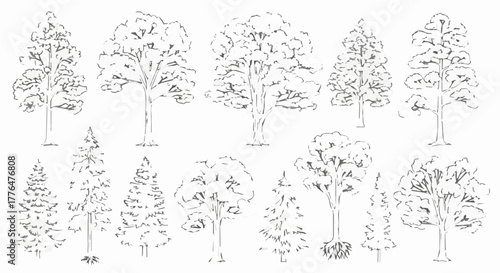 Collection of various tree sketches, representing different species and shapes