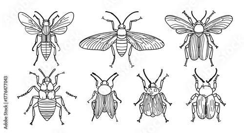 Set of hand drawn beetle for coloring book or decorative design