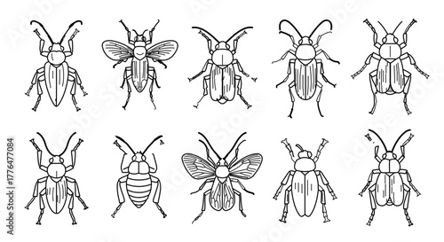 Set of ten hand drawn beetle sketches, including stag beetles and may beetles