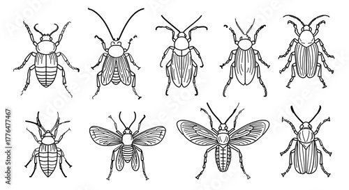 Collection of various beetles and insects in a vintage engraved illustration style
