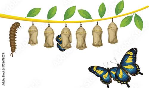 Cartoon butterfly life cycle from caterpillar to chrysalis to adult, vector illustration for metamorphosis and insect biology concept