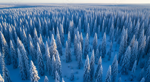 Vast frozen forest canopy covered in snow from above