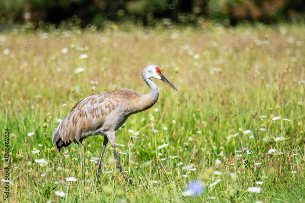 Obraz premium Wild Sandhill Crane steps through tall grass and wildflowers in a sunny Waukesha County, Wisconsin meadow.