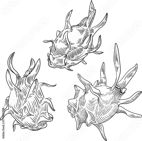 Hand Drawn Dragon Fruit Sketch - Tropical Fruit Illustration