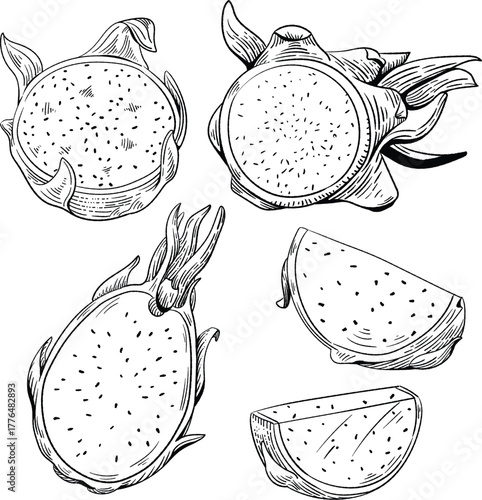 Hand Drawn Dragon Fruit Sketch - Tropical Fruit Illustration