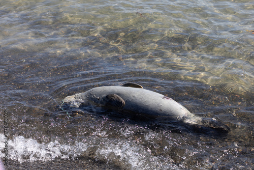 A lifeless seal lying on the rocky shore of Denmark, gently washed by the waves of the sea. The image captures the fragility of marine life and the environmental challenges faced by coastal ecosystems