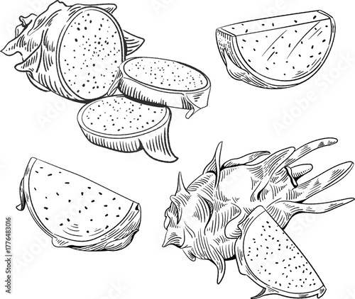 Hand Drawn Dragon Fruit Sketch - Tropical Fruit Illustration