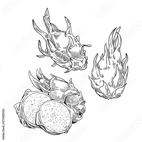 Hand Drawn Dragon Fruit Sketch - Tropical Fruit Illustration