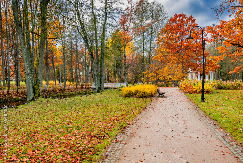 Fototapeta premium Late autumn in old public park, walking pedestrian alley among golden color trees and river with swimming wild ducks, cloudy day 