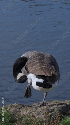 Canada Goose (Branta canadensis) standing on one leg on a rock by a lake, preening its feathers. October, Kent, UK (Half speed) Vertical