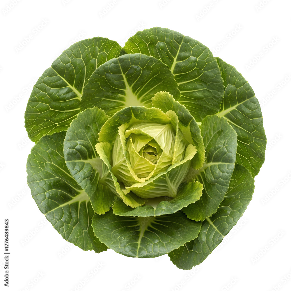 Fototapeta premium Top down view of a fresh, green ornamental cabbage head PNG. A unique leafy vegetable with a beautiful, flower like shape for healthy food concepts or garnishes isolated