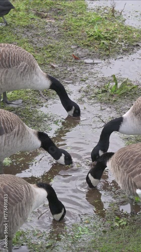 Canada Geese (Branta canadensis) looking for food in a pool formed by the side of a lake after heavy rain. October, Kent, UK (Half speed) Vertical
