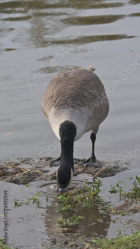 Canada Goose (Branta canadensis) looking for food in a pool formed by the side of a lake after heavy rain, before being chased off by another. October, Kent, UK (Slow motion x5) Vertical