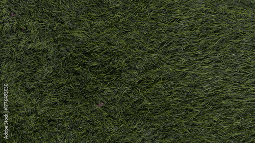 green grass background