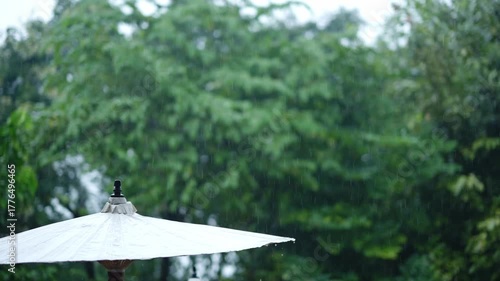  Forest of trees, beautiful heavy rain
