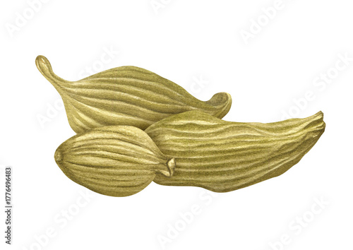 Whole dried aromatic cardamom Elettaria cardamomum pile watercolor illustration on isolated background. Three fragrant spice cardamon pile ingredient for medicine, drink, decor, cooking recipe