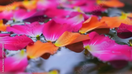 Colorful flower petals floating in water.