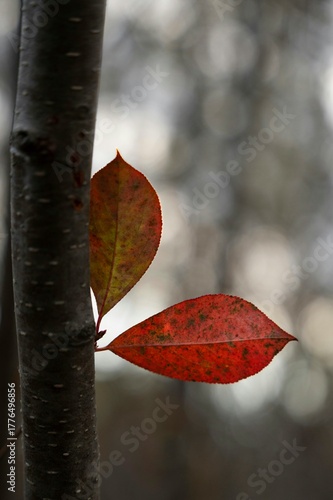 red maple leaf