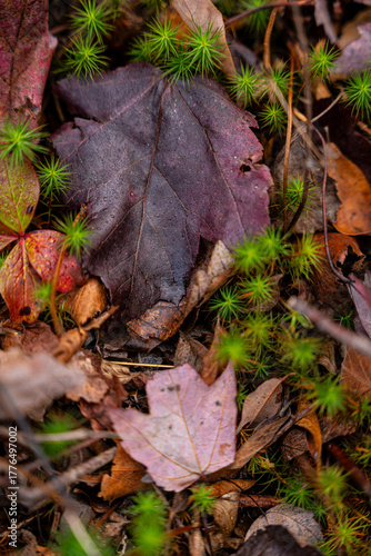 fallen autumn leaves