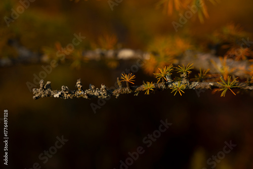 autumn leaves on the ground
