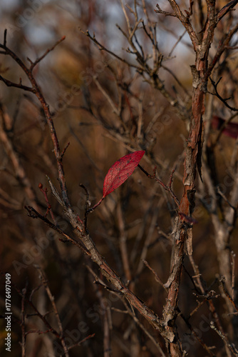 red autumn leaves