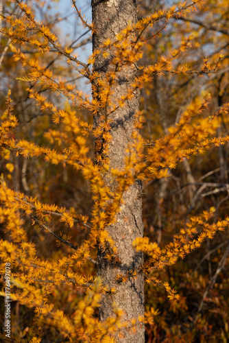 autumn in the forest