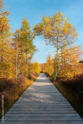 autumn in the park