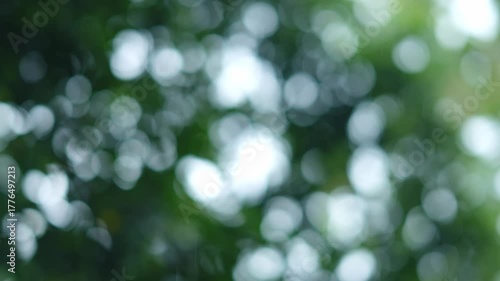  Forest of trees, beautiful heavy rain