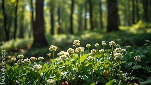 woodruff. Woodruff plants with clusters of small white flowers growing in forest shade. gardening catalogs, home-decor guides, designed for home decor and floral branding.