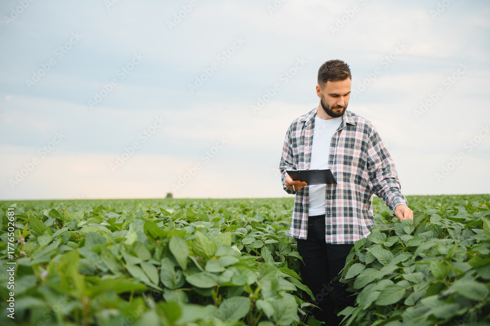 Fototapeta premium Agronomist examining crops in soybean field using tablet