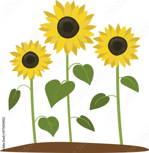 Sunflowers with green leaves isolated on white background vector flat illustration.