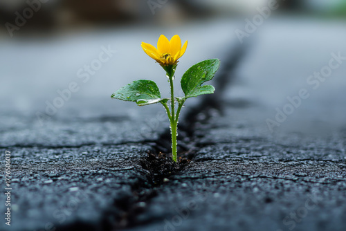 Fototapeta Naklejka Na Ścianę i Meble -  Small plant tree growing on cracked street