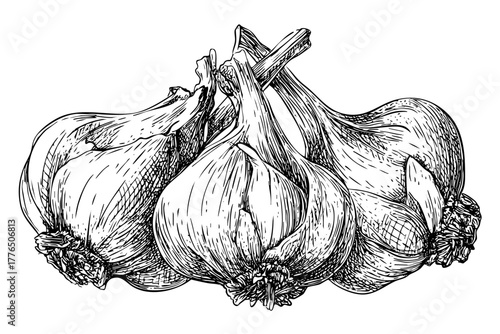 Black and white garlic bulbs botanical drawing; trio of whole aromatic vegetables; natural food ingredients illustration.