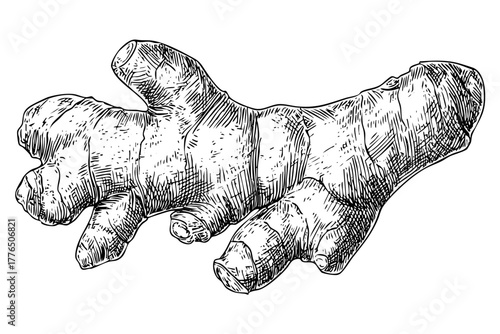 One ginger root illustration with botanical sketch style. Monochrome engraved ginger spice. Healthy food ingredient vector.