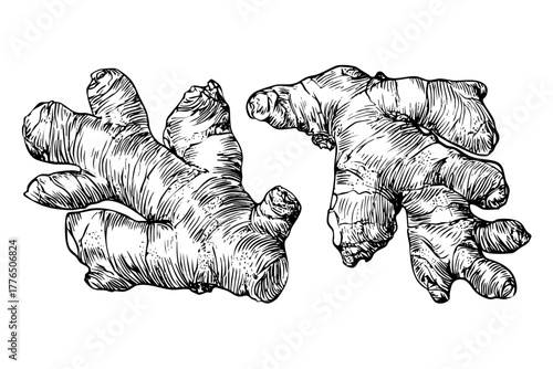 Two ginger root illustrations with botanical sketch style. Monochrome engraved ginger spice. Healthy food ingredient vector.