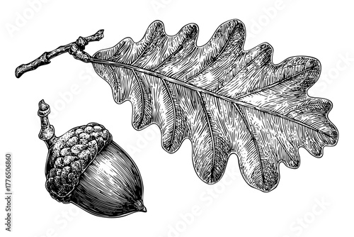 Botanical illustration featuring an oak acorn and a textured leaf, hand drawn in detail with a branch sketch, isolated on white background.