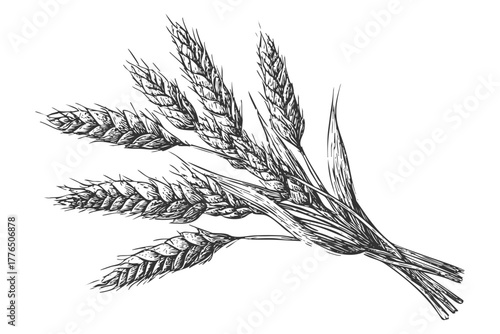 A rustic bunch of wheat ears, hand drawn in a detailed cereal crop sketch style with visible grains, isolated on white background.
