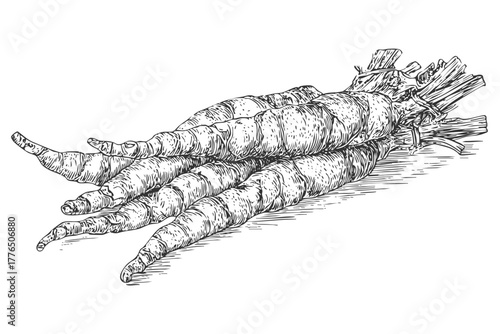 A bunch of fresh carrots, hand drawn in a detailed vegetable sketch style with visible roots and leaves, isolated on white background.